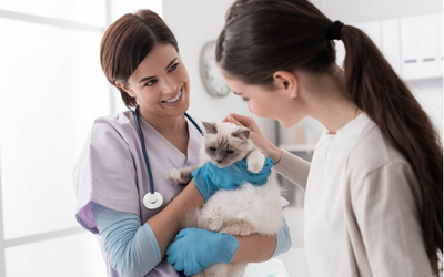 image for August 22nd is National Take Your Cat to the Vet Day!
